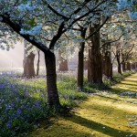 Beautiful garden in New Zealand