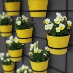 Flowers in pots, interesting ideas