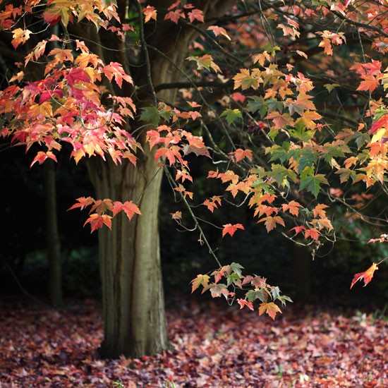 2-season-autumn-foliage