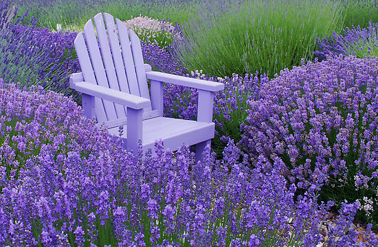 3-lavender-garden