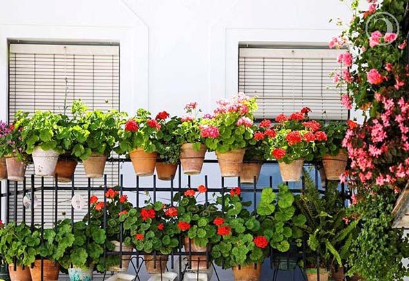 10-flowering-balconies-terraces