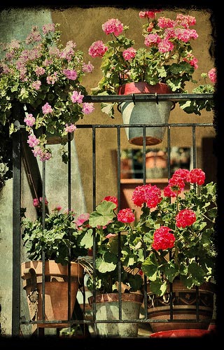 3-flowering-balconies-terraces