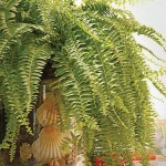 Potted plants in the interior