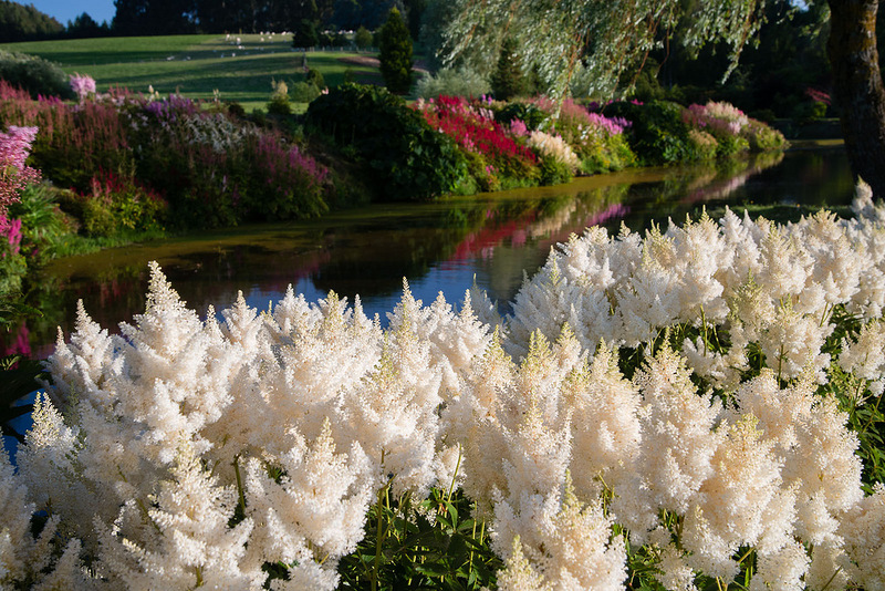 3-lake-with-flowers